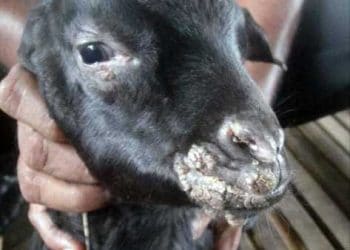 Keçilerde Ağız Yaraları