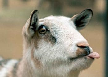 Keçilerde Apse Hastalığı