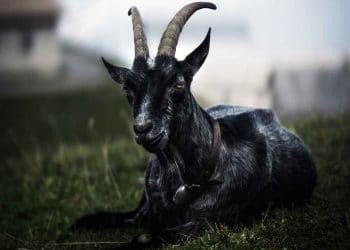 Keçilerde Phalaris Zehirlenmesi (Kanyaş)