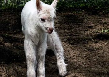 Keçilerde Sınır Hastalığı (Goat Border Disease)