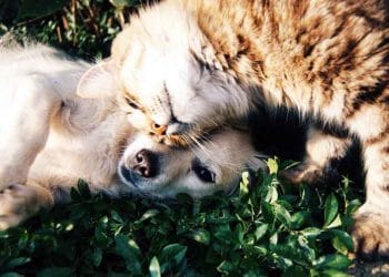 Kedi ve Köpeklerde Ağrılı Hastalık Pankreatitis