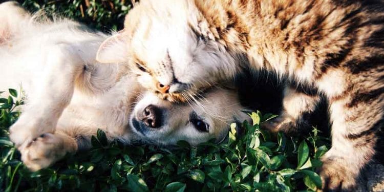 Kedi ve Köpeklerde Ağrılı Hastalık Pankreatitis