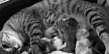 Kedilerde Hipokalsemi (Puerperal Tetani, Eklampsia)