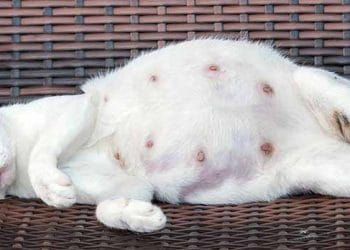 Kedilerde Mastitis ve Agalactia