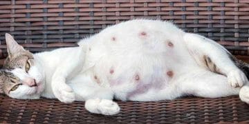 Kedilerde Mastitis ve Agalactia