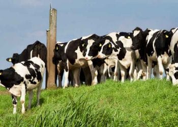 Kız Görme Turları