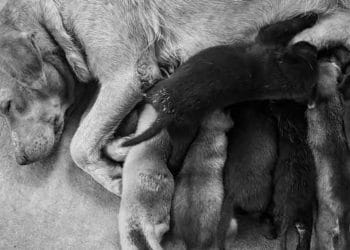 Köpeklerde Eklampsia (Hipokalsemi, Puerperal Tetani)