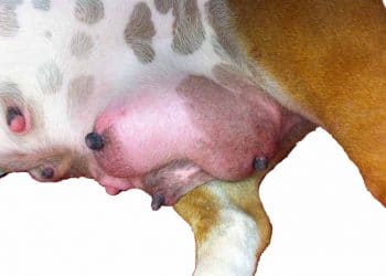 Köpeklerde Mastitis Enfeksiyonu ve Agalactia