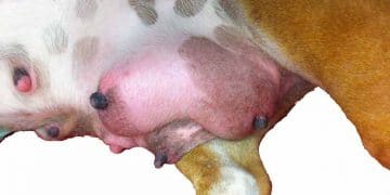 Köpeklerde Mastitis Enfeksiyonu ve Agalactia