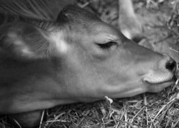 Kör Doğan Buzağılar