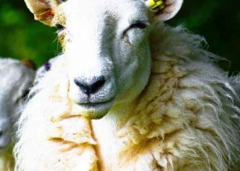 Koyunlarda Apse Hastalığı