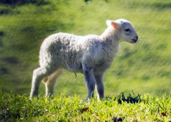 Koyunlarda Sınır Hastalığı (Border Disease)
