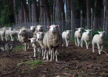 Koyunlarda Üreme Yönetimi