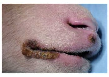 Koyunların Ağız Yaraları