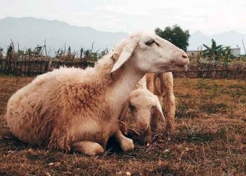 Koyunların Akciğer Kanseri (Jaagsiekte Disease)