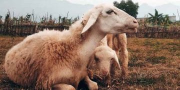 Koyunların Akciğer Kanseri (Jaagsiekte Disease)