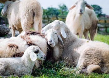 Koyunların Delibaş Hastalığı (Coenurosis)