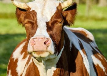 Süt İneklerinde Verimliliği Etkileyen Dört Önemli Organ