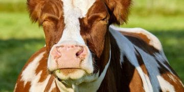 Süt İneklerinde Verimliliği Etkileyen Dört Önemli Organ