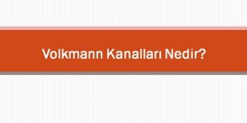 Volkmann Kanalları Nedir?
