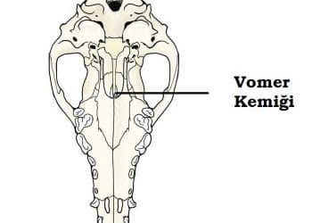 Vomer Nedir?