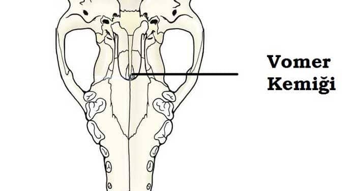 Vomer Nedir?