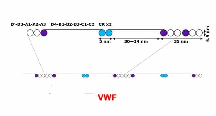 Von Willebrand Faktörü Nedir?