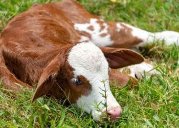 Yavrularda Eklem Yangıları (Arthritis)