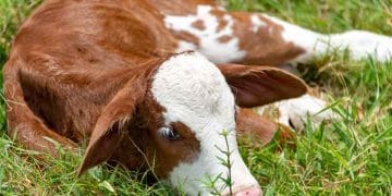 Yavrularda Eklem Yangıları (Arthritis)