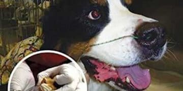 Köpek ve Kedi Anestezisi ve Eşlik Eden Hastalık