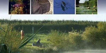 Balıkçılık Yönetimi, Durgun Su Kaba Balıkçılık El Kitabı