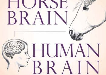 At Beyni İnsan Beyni, Biniciliğin Sinir Bilimi