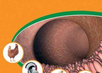 Gastrointestinal Sağlığın Etkilediği Kanatlı Hastalıkları, Geleneksel Tedaviler ve Yenilikçi Çözümler