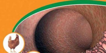 Gastrointestinal Sağlığın Etkilediği Kanatlı Hastalıkları, Geleneksel Tedaviler ve Yenilikçi Çözümler
