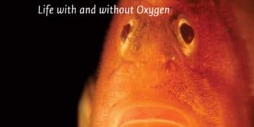 Omurgalıların Solunum Fizyolojisi, Oksijenli ve Oksijensiz Yaşam
