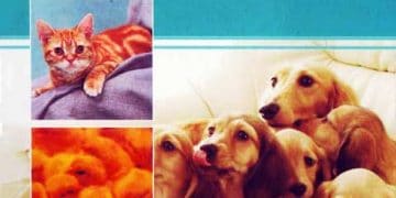 Veteriner Homeopati Tedavileri ve Repertuarı, 5. Baskı