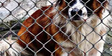 Barınak Hastalığı (Kennel Cough, Enfeksiyoz Trakeobronşit)