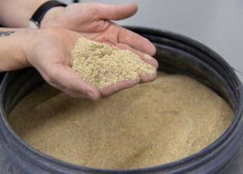 Böcekler ve Mikro Algler Geleceğin Broiler Beslemesi midir?