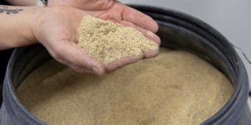 Böcekler ve Mikro Algler Geleceğin Broiler Beslemesi midir?