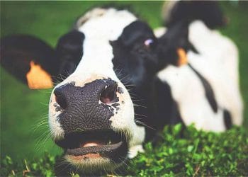 Boğa İstemeyen Düve