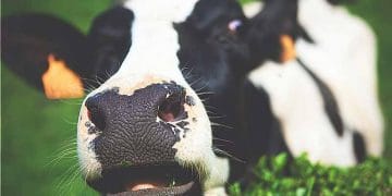 Boğa İstemeyen Düve