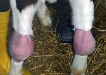 BRD ve Mycoplasma spp. Hastalık Kompleksi