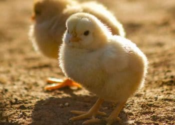 Broyler Yetiştiriciliği (Etlik Piliç)