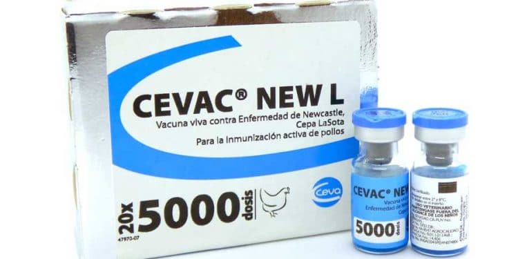 Cevac New L