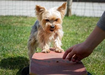 Evde Köpek Eğitimi Nasıl Yapılır?