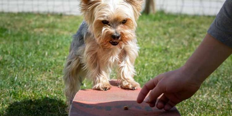 Evde Köpek Eğitimi Nasıl Yapılır?