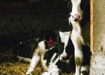 Hayvancılıkta Mevcut Durum ve 2021 Beklentileri