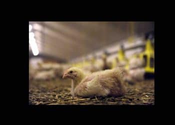 IBDV Yüksek Mortalite Oranları