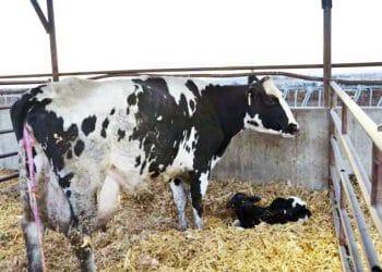 İnekler Neden Sonunu Atamaz?