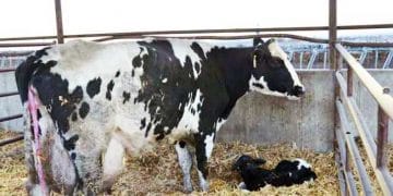 İnekler Neden Sonunu Atamaz?